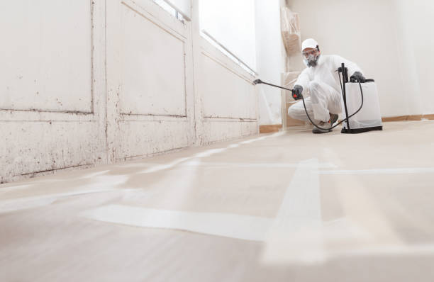 24/7 Emergency Black Mold Removal experts in Bridgman, MI