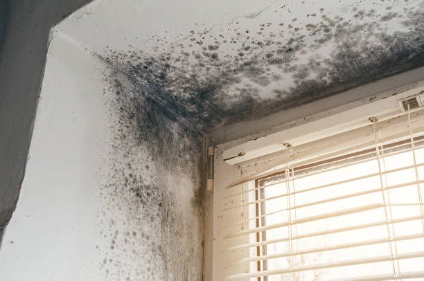 Trusted Basement Mold Remediation service in Bridgman, MI - Cheap Mold Removal