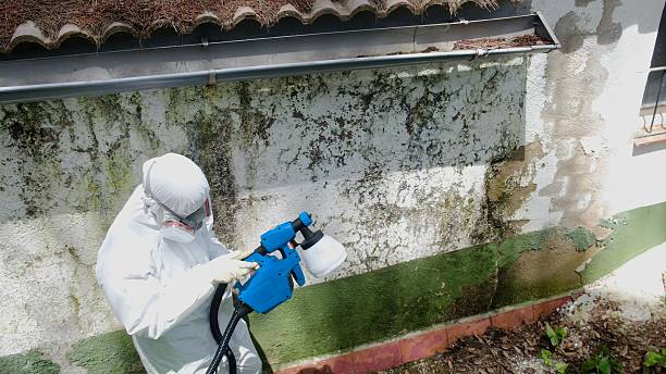 Trusted Crawl Space Mold Removal service in Bridgman, MI - Cheap Mold Removal